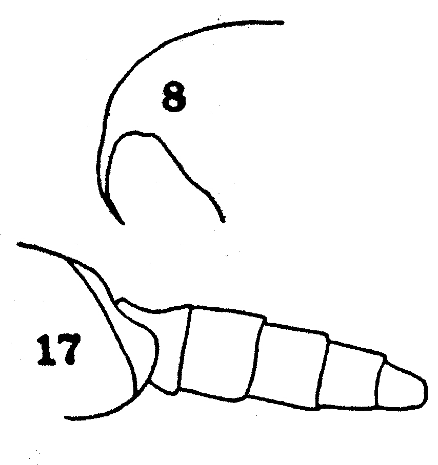 Espèce Scolecithrix elephas - Planche 1 de figures morphologiques