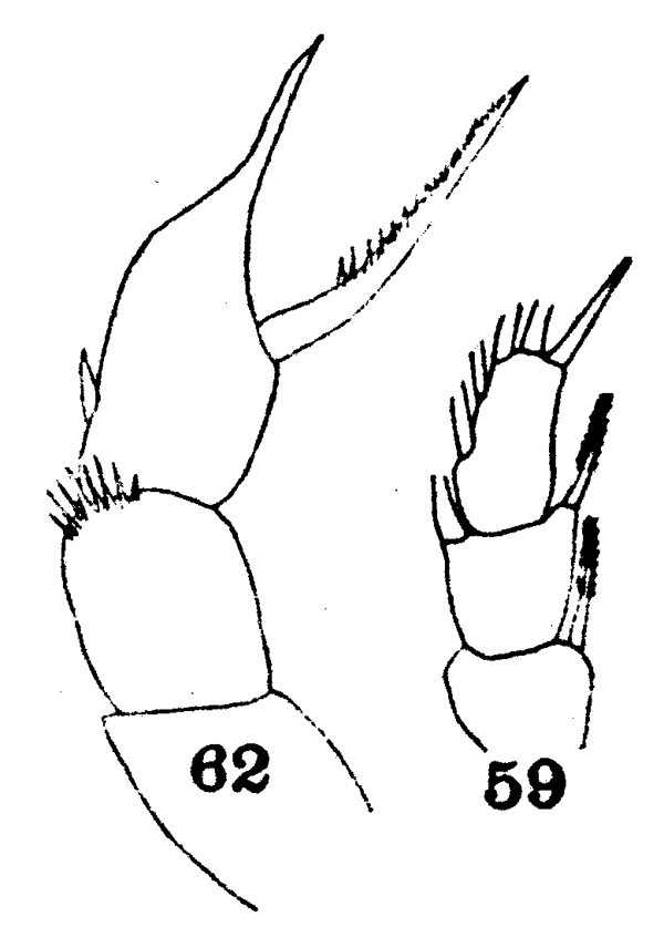 Espèce Scolecithrix elephas - Planche 2 de figures morphologiques