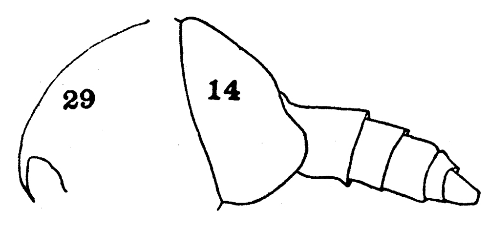 Espce Scolecithrix mollis - Planche 1 de figures morphologiques
