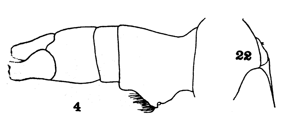 Espce Euaugaptilus squamatus - Planche 10 de figures morphologiques