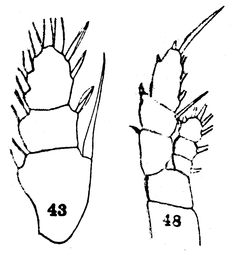Species Euaugaptilus squamatus - Plate 12 of morphological figures
