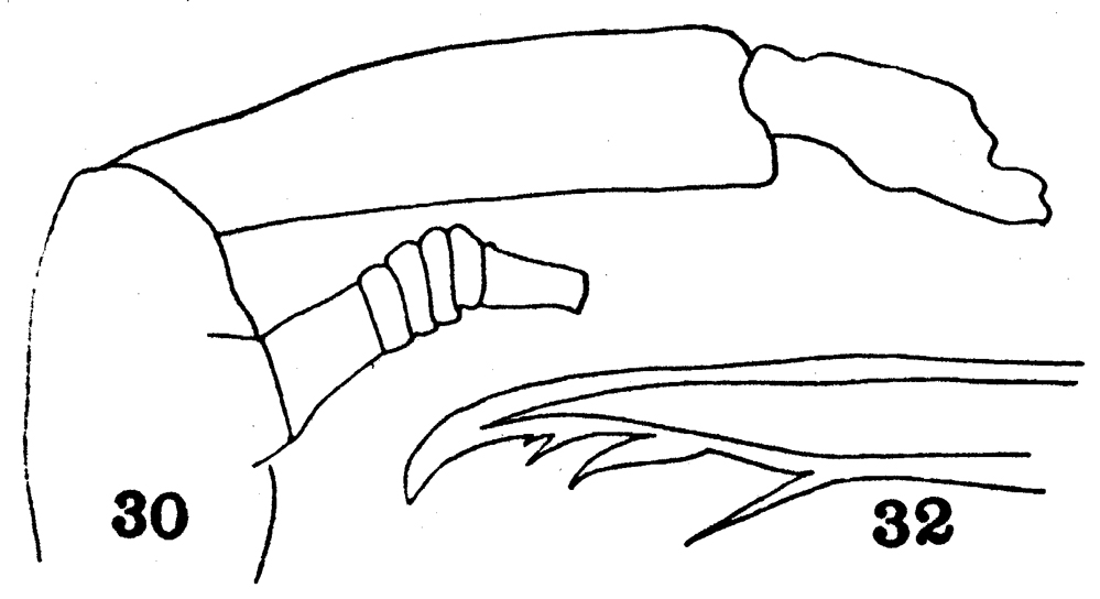 Species Euaugaptilus filigerus - Plate 23 of morphological figures