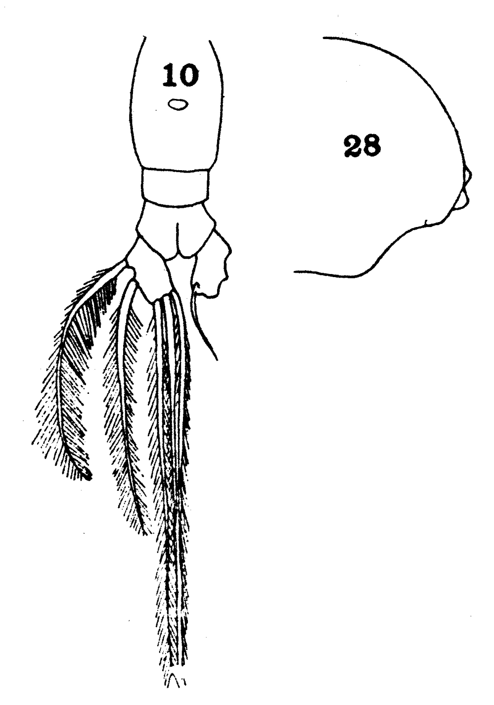 Espèce Euaugaptilus nodifrons - Planche 21 de figures morphologiques