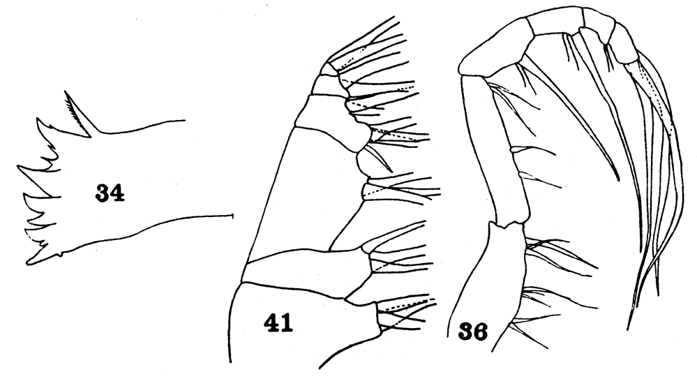Espèce Euaugaptilus nodifrons - Planche 22 de figures morphologiques