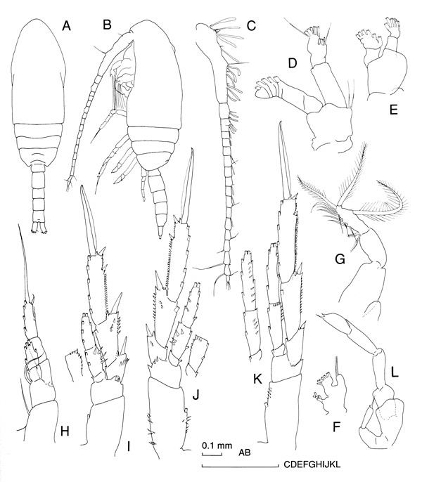 Espèce Paracalanus indicus - Planche 3 de figures morphologiques