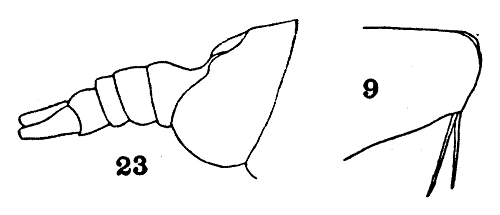 Espce Arietellus pacificus - Planche 1 de figures morphologiques