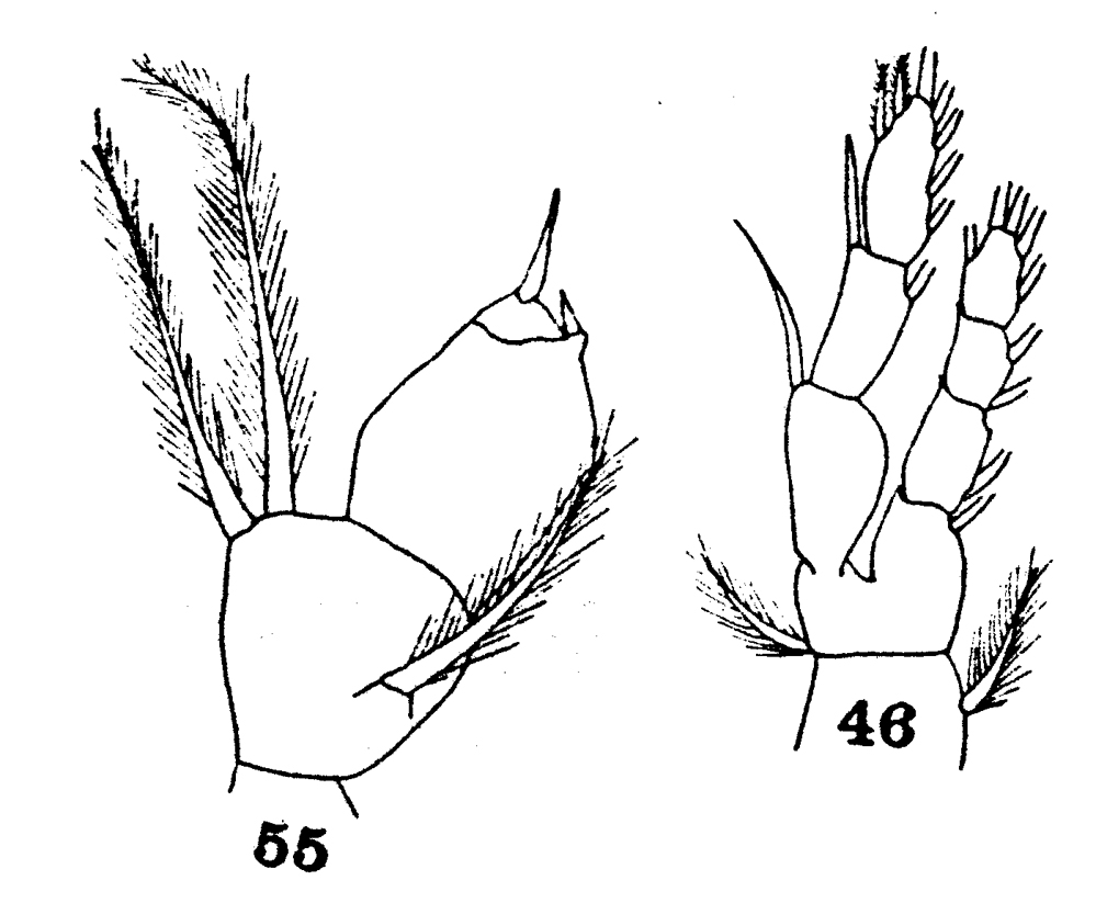 Espce Arietellus pacificus - Planche 2 de figures morphologiques