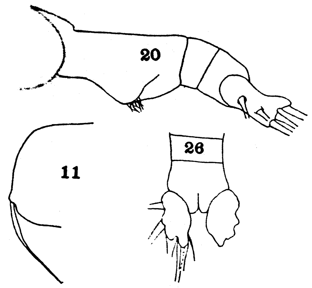 Espèce Euaugaptilus filigerus - Planche 25 de figures morphologiques