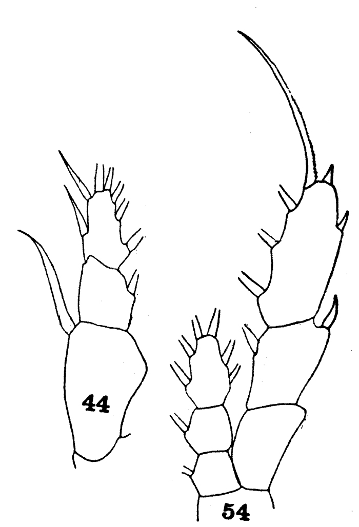 Species Euaugaptilus filigerus - Plate 27 of morphological figures