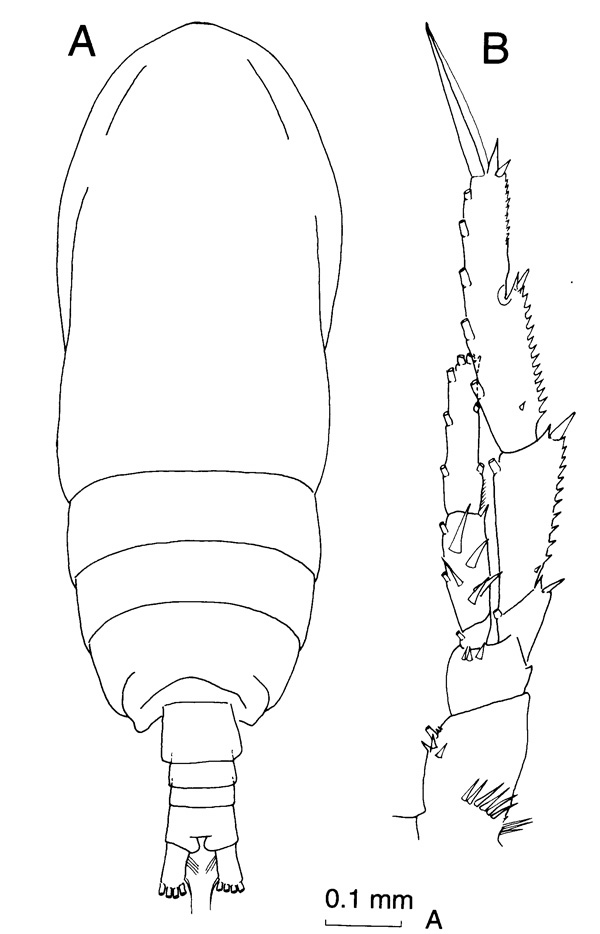 Espèce Acrocalanus longicornis - Planche 1 de figures morphologiques