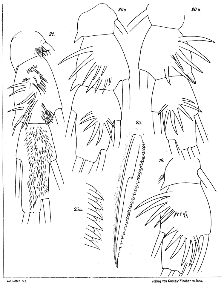 Species Xanthocalanus hirtipes - Plate 8 of morphological figures