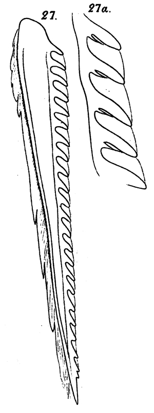 Espèce Gaetanus tenuispinus - Planche 23 de figures morphologiques