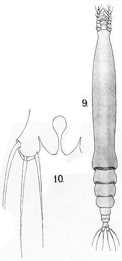 Species Cymbasoma gigas - Plate 1 of morphological figures