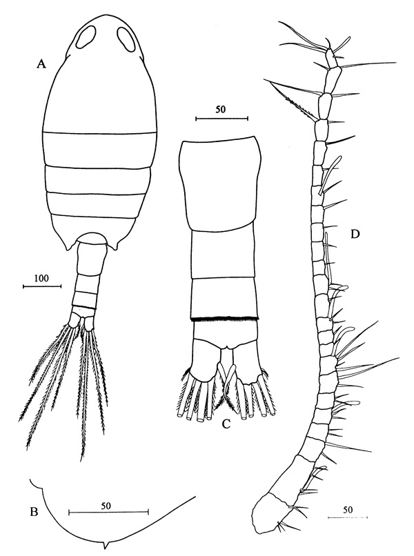 Species Stephos cryptospinosus - Plate 1 of morphological figures