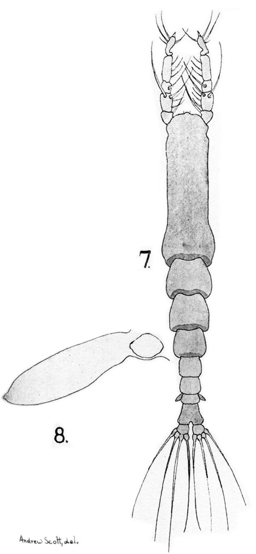 Species Cymbasoma bullatum - Plate 1 of morphological figures