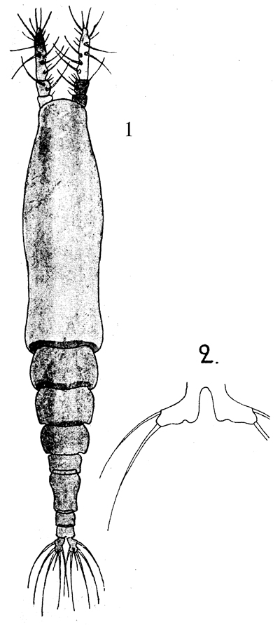 Species Monstrilla helgolandica - Plate 8 of morphological figures