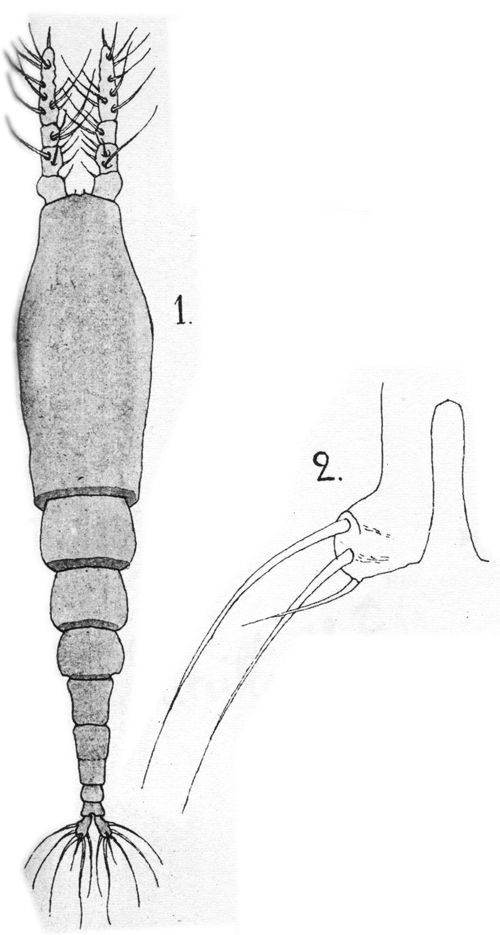 Espce Monstrilla gracilicauda - Planche 8 de figures morphologiques