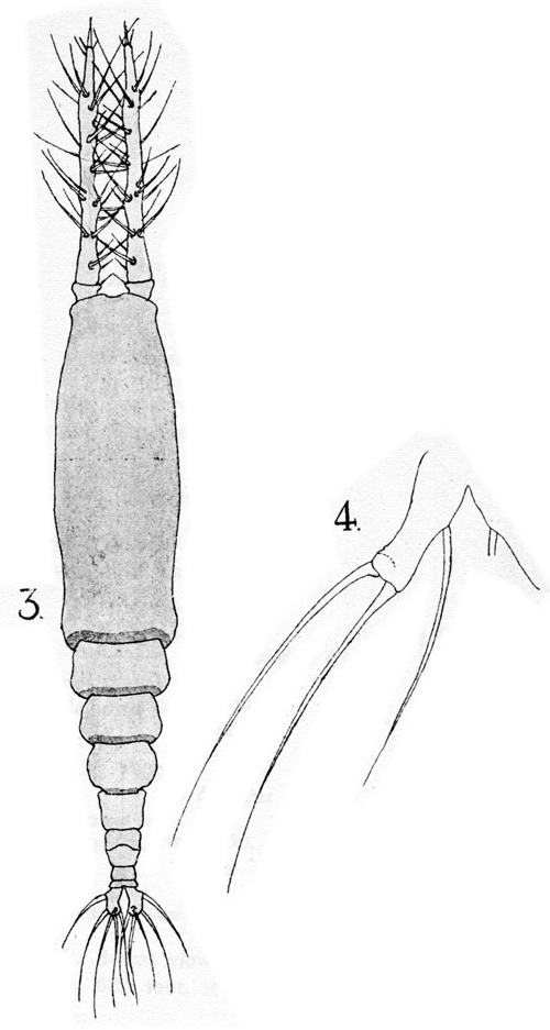 Species Monstrilla longicornis - Plate 7 of morphological figures
