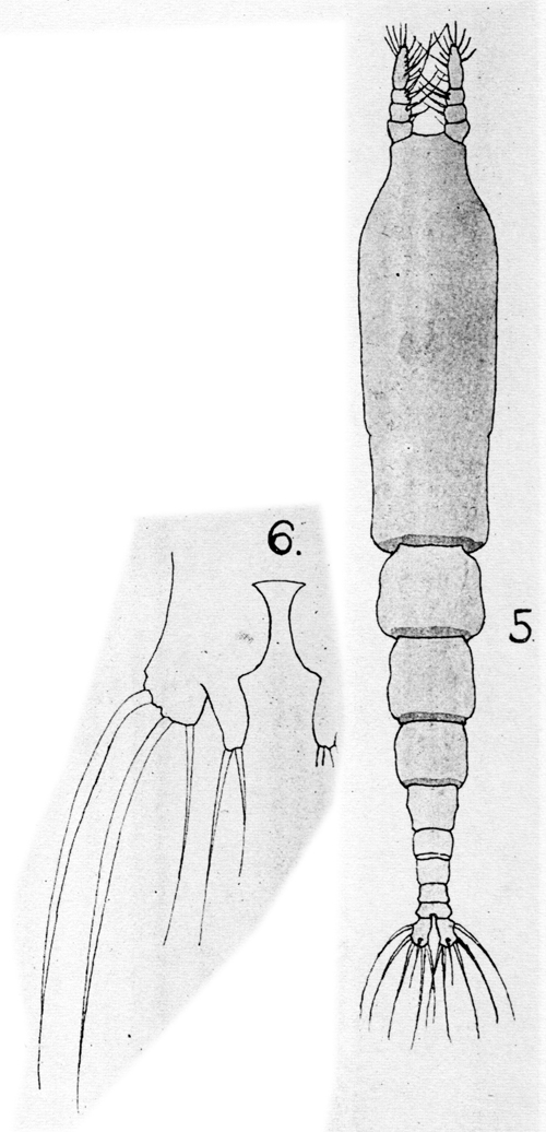Espce Monstrilla orcula - Planche 1 de figures morphologiques