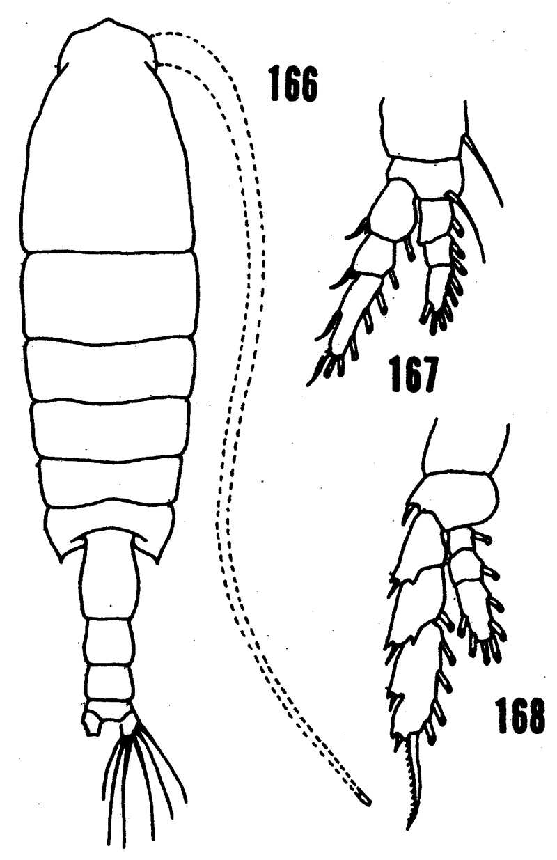 Species Bradycalanus typicus - Plate 2 of morphological figures