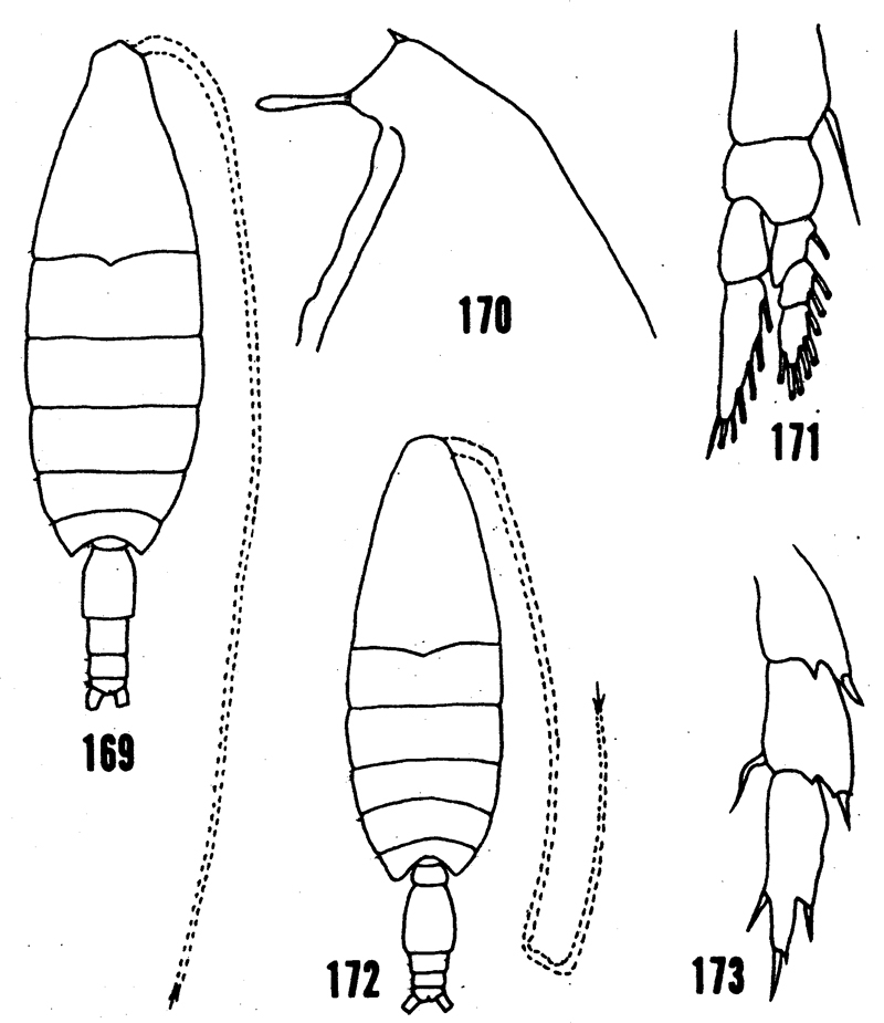 Species Bathycalanus richardi - Plate 10 of morphological figures
