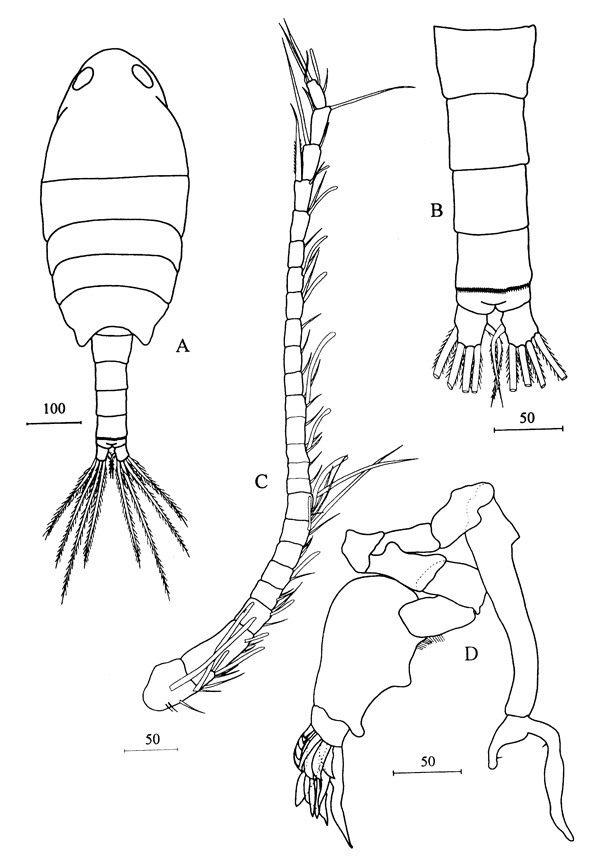 Species Stephos cryptospinosus - Plate 4 of morphological figures