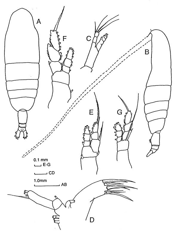 Espce Euaugaptilus facilis - Planche 2 de figures morphologiques