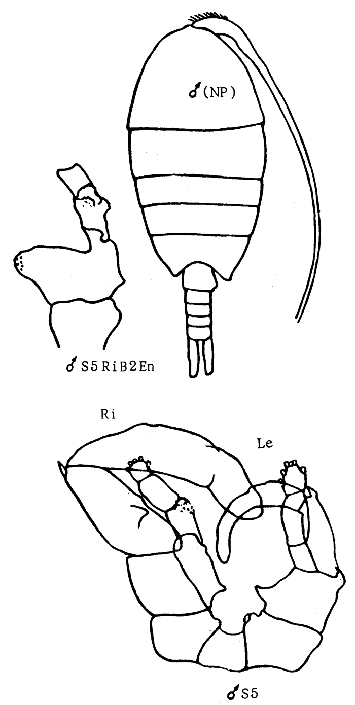 Species Lucicutia ovalis - Plate 15 of morphological figures