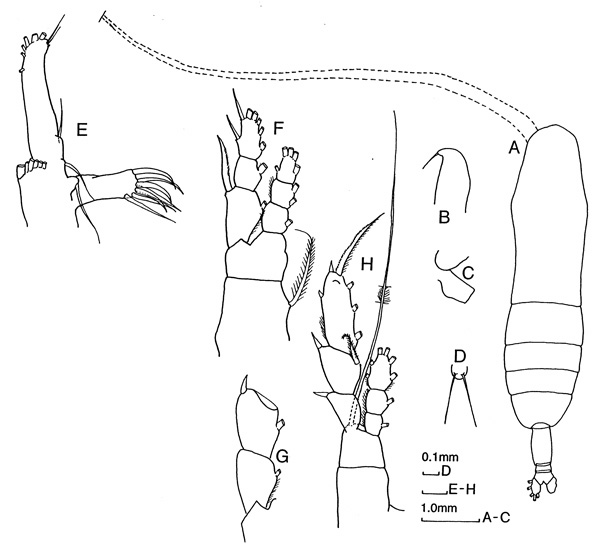 Espèce Euaugaptilus filigerus - Planche 2 de figures morphologiques