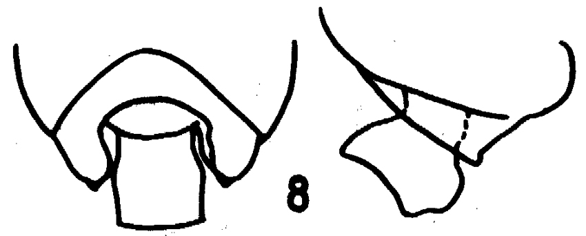Espce Pseudochirella batillipa - Planche 4 de figures morphologiques