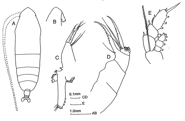 Espèce Haloptilus ornatus - Planche 1 de figures morphologiques