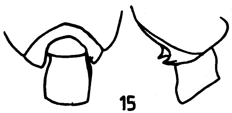 Espce Pseudochirella dentata - Planche 3 de figures morphologiques
