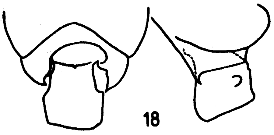 Espce Pseudochirella spectabilis - Planche 13 de figures morphologiques