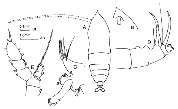 Species Haloptilus spiniceps - Plate 1 of morphological figures