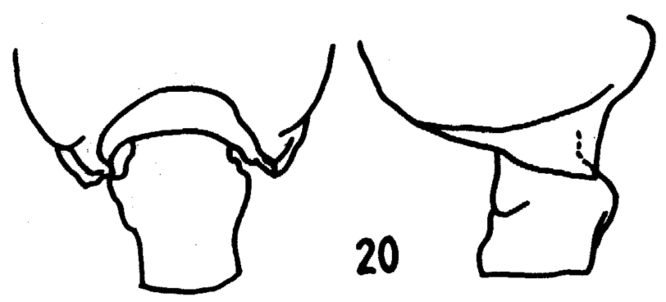 Espce Pseudochirella accepta - Planche 3 de figures morphologiques