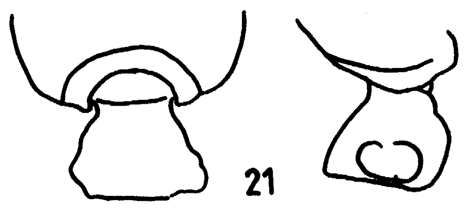 Species Pseudochirella mawsoni - Plate 16 of morphological figures