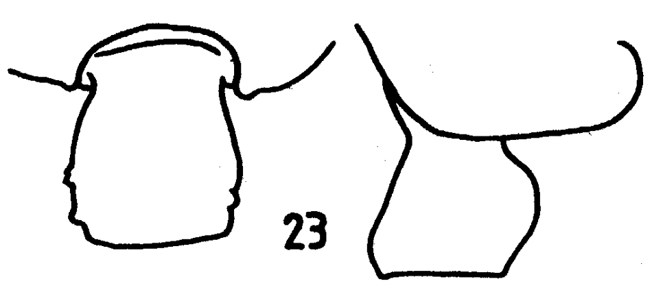 Espèce Pseudochirella notacantha - Planche 12 de figures morphologiques