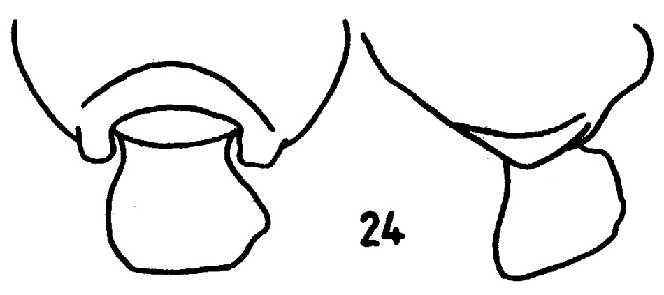 Espce Pseudochirella pacifica - Planche 5 de figures morphologiques