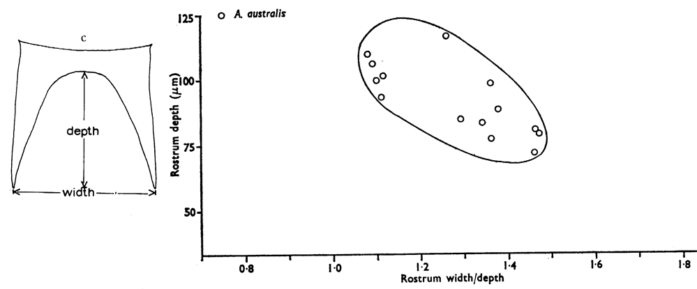 Espce Aetideus australis - Planche 13 de figures morphologiques