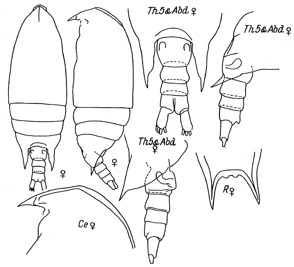 Species Aetideus acutus - Plate 18 of morphological figures