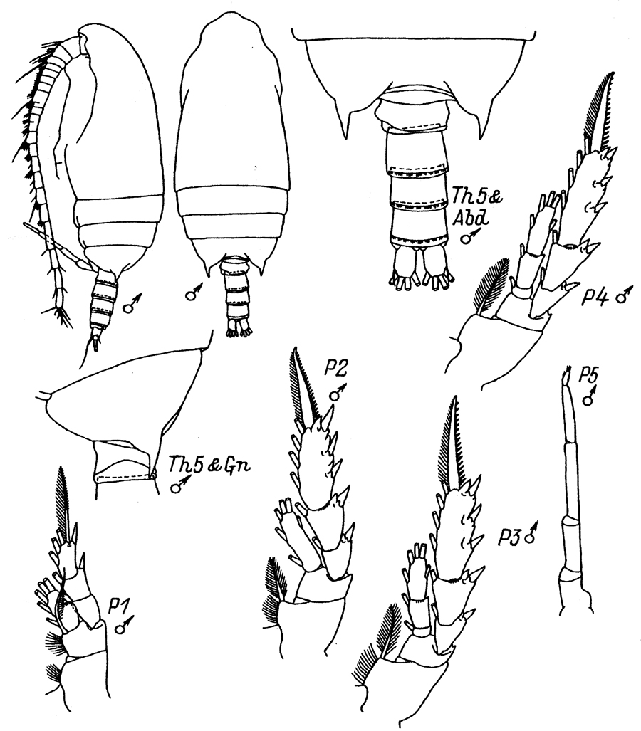 Species Aetideus acutus - Plate 19 of morphological figures