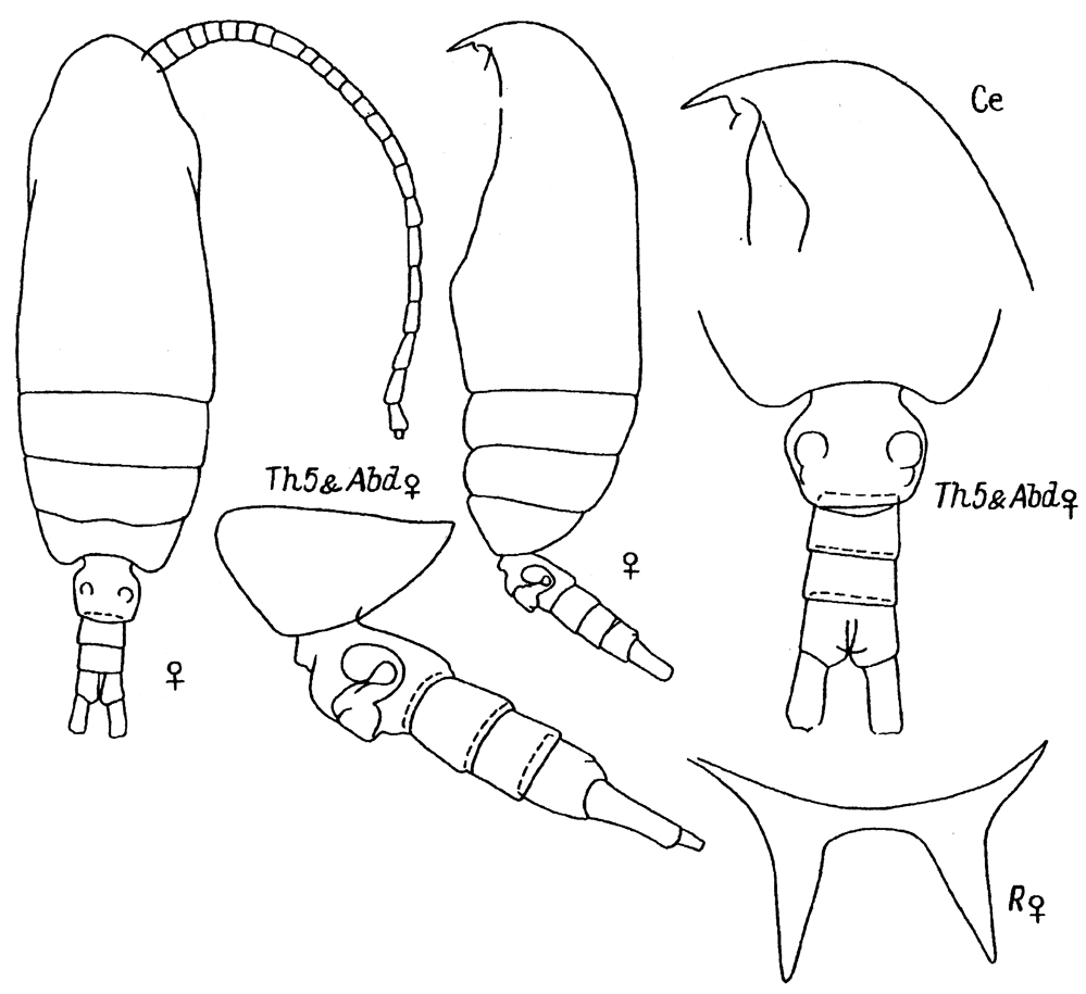 Species Aetideus arcuatus - Plate 8 of morphological figures