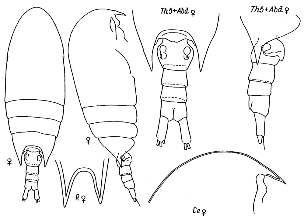 Espce Aetideus armatus - Planche 20 de figures morphologiques