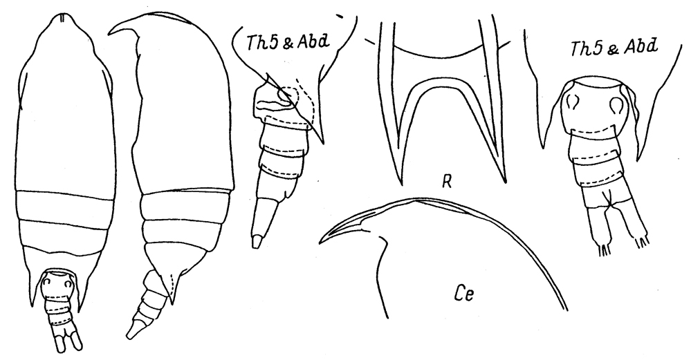 Species Aetideus bradyi - Plate 7 of morphological figures