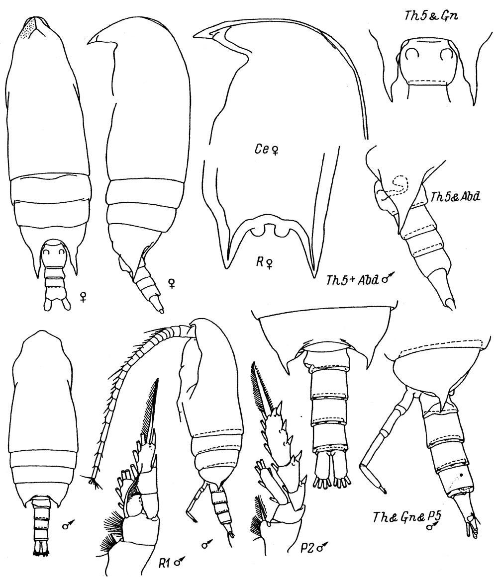Species Aetideus giesbrechti - Plate 27 of morphological figures