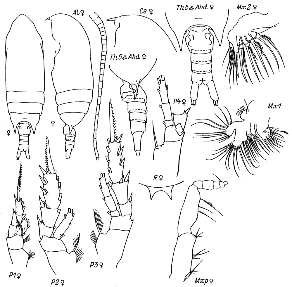 Species Aetideus truncatus - Plate 3 of morphological figures