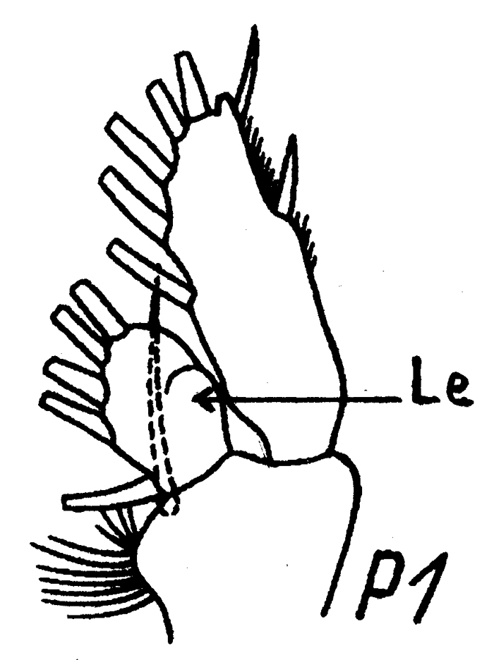 Species Chiridiella kuniae - Plate 6 of morphological figures