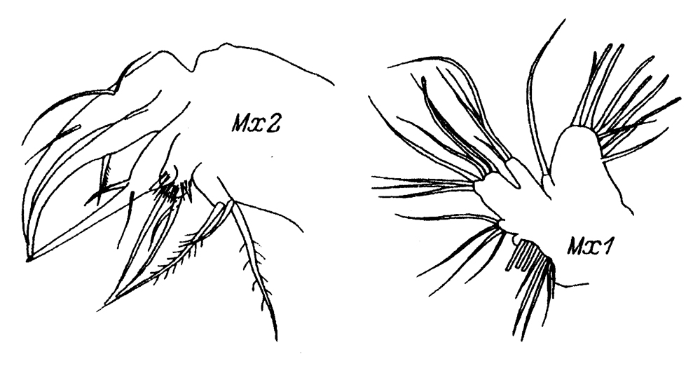Species Chiridiella subaequalis - Plate 4 of morphological figures