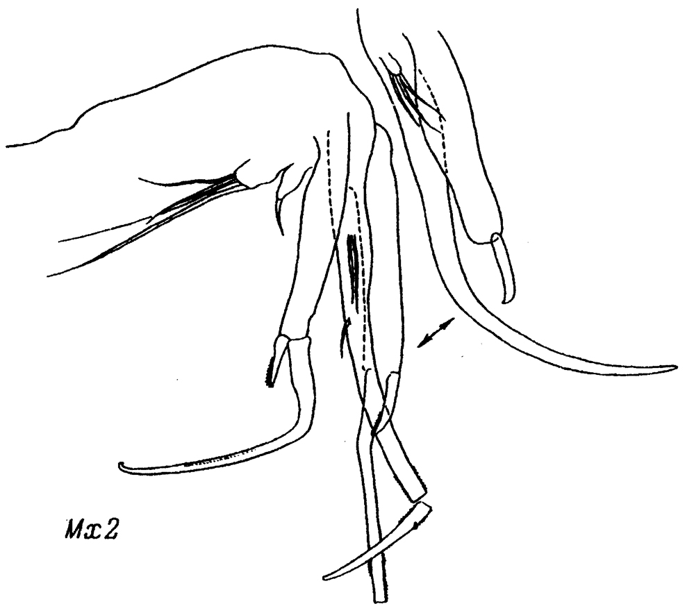 Espèce Chiridiella bichela - Planche 4 de figures morphologiques