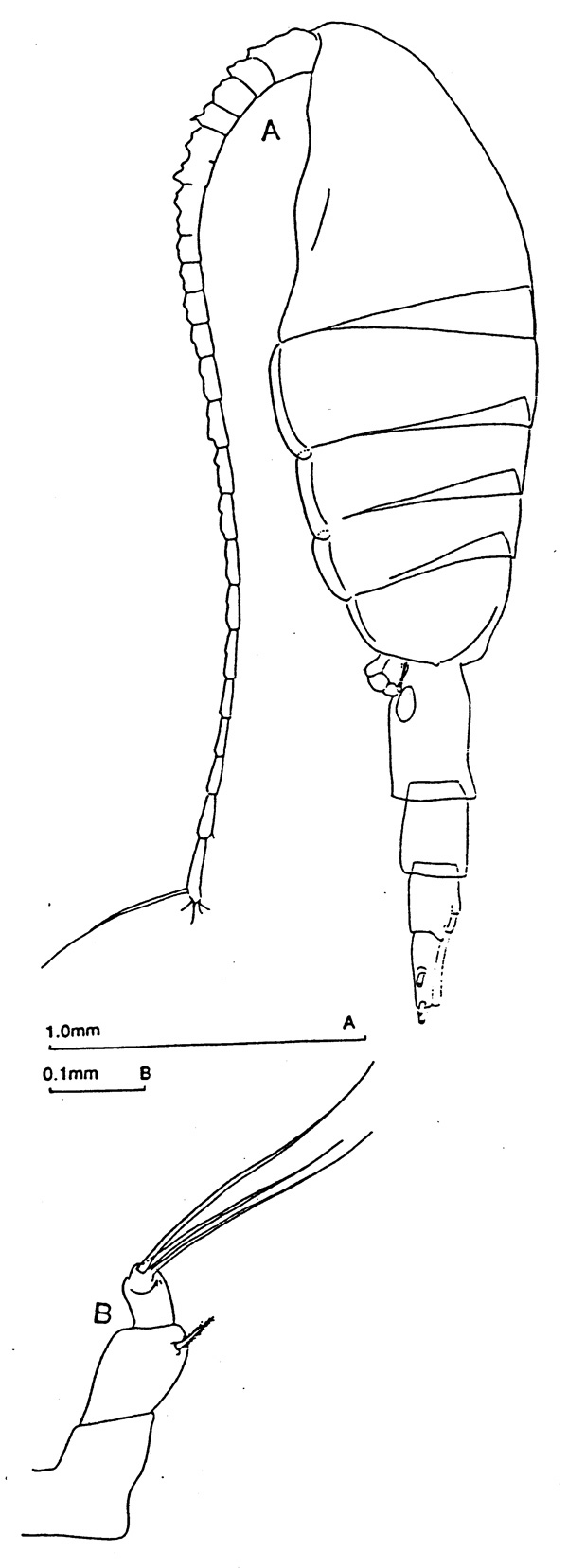 Espce Metridia curticauda - Planche 2 de figures morphologiques